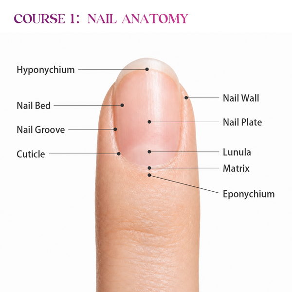 Nail Anatomy Fundamentals for Nail Technicians